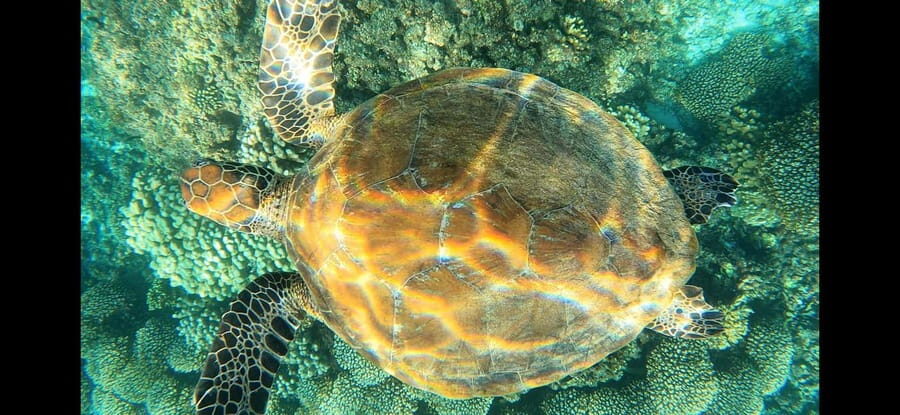 Daymaniyat Island: Snorkelling Tour with Tasty Lunch - Authentic Insights from Reviews
