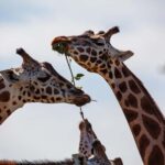 DayTour David Sheldrick Elephant Orphanage Trust And Giraffe - What to Know About the Pricing and Value