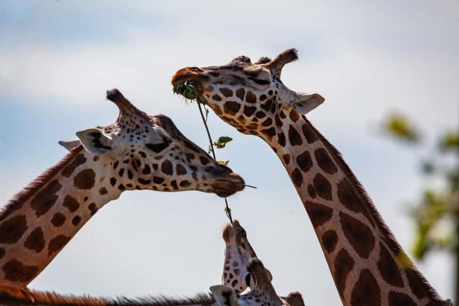 DayTour David Sheldrick Elephant Orphanage Trust And Giraffe - What to Know About the Pricing and Value