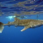 Deluxe Mega Fauna Humpback or Whaleshark Swim Ningaloo Reef - Practical Details