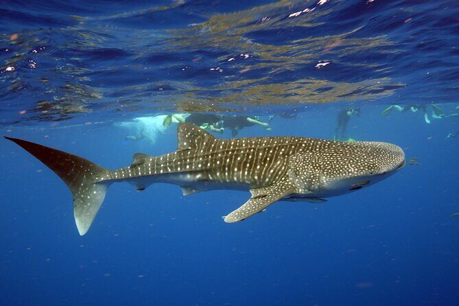 Deluxe Mega Fauna Humpback or Whaleshark Swim Ningaloo Reef - Practical Details
