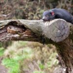 Devils at Cradle: Day Keeper Tour and Entry to Wildlife Park - Who Would Love This Tour?