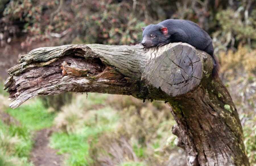 Devils at Cradle: Day Keeper Tour and Entry to Wildlife Park - Who Would Love This Tour?