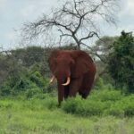 Diani: 5-Day Safari with Tsavo East National Park - Who Should Consider This Tour?