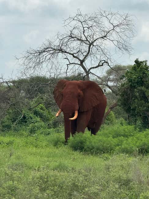 Diani: 5-Day Safari with Tsavo East National Park - Who Should Consider This Tour?