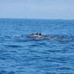 Diani: Wasini Island, Snorkeling & Shimoni Slave Caves Tour - What to Expect on the Tour