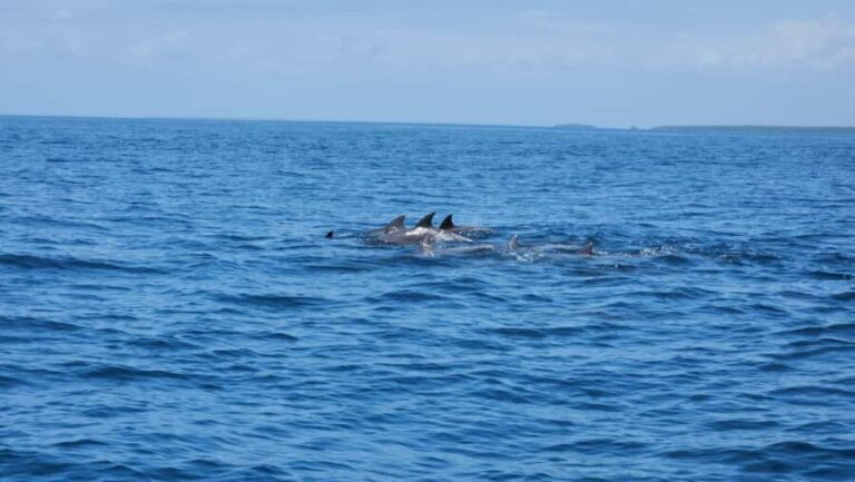 Diani: Wasini Island, Snorkeling & Shimoni Slave Caves Tour - What to Expect on the Tour