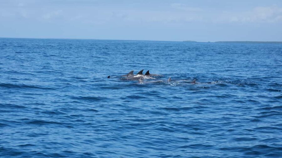 Diani: Wasini Island, Snorkeling & Shimoni Slave Caves Tour - What to Expect on the Tour