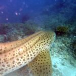 Dimaniyat Islands Scuba Diving Trip - Additional Considerations