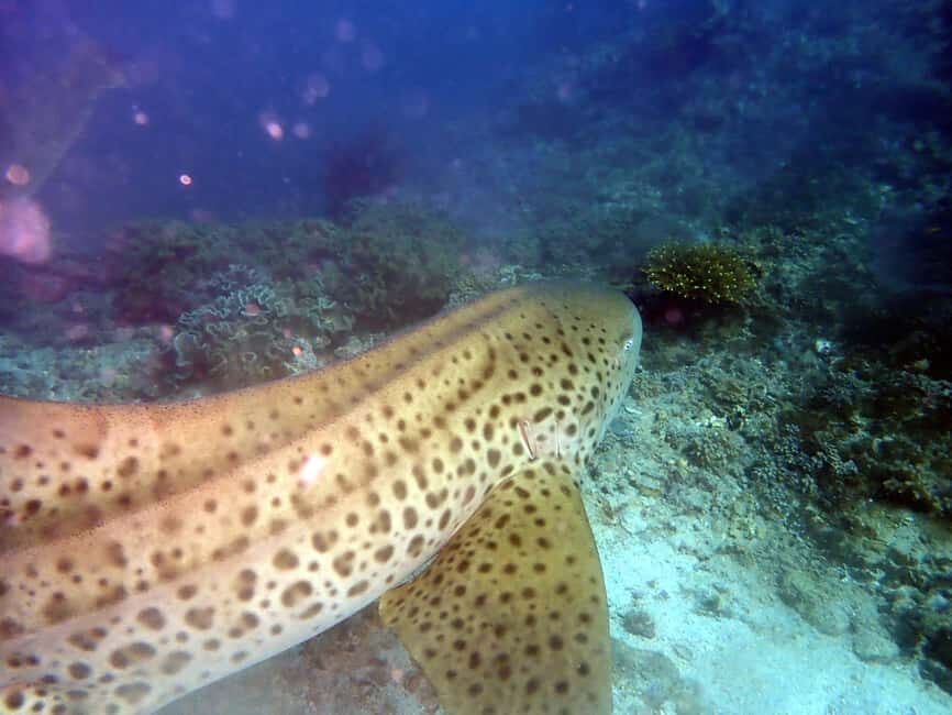 Dimaniyat Islands Scuba Diving Trip - Additional Considerations
