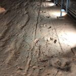 Dinosaur Stampede 3/4 Day Tour - Who Would Love This Tour?