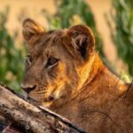 Discover A Best Guide For 1-Day Serengeti Safari From Mwanza - What to Expect from the Tour