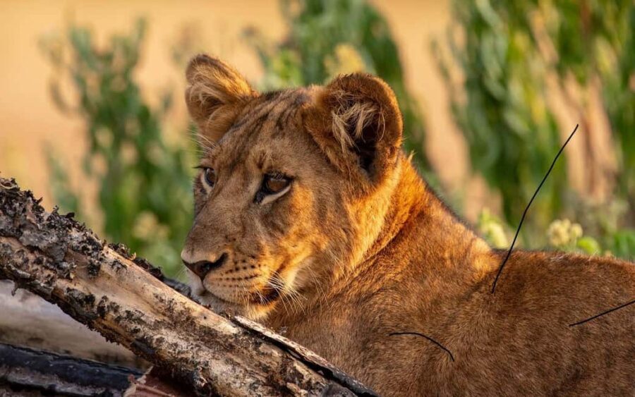 Discover A Best Guide For 1-Day Serengeti Safari From Mwanza - What to Expect from the Tour
