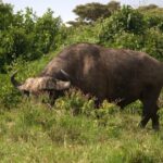 Discover Aberdare National Park and Lake Naivasha (2 days) - The Sum Up