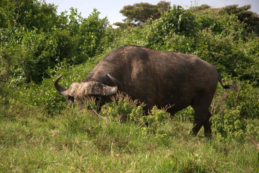Discover Aberdare National Park and Lake Naivasha (2 days) - The Sum Up