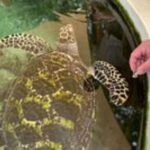 Discover Fijian Culture and Reptiles - Who Is This Tour Best For?
