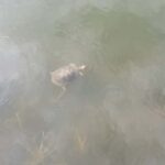 Discover Nature on a Guided Safari 3hr - FAQ