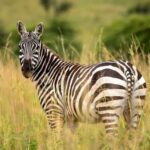 Discover Our best 4-Day Masai Mara Safari from Nairobi - Itinerary Breakdown: What to Expect Each Day