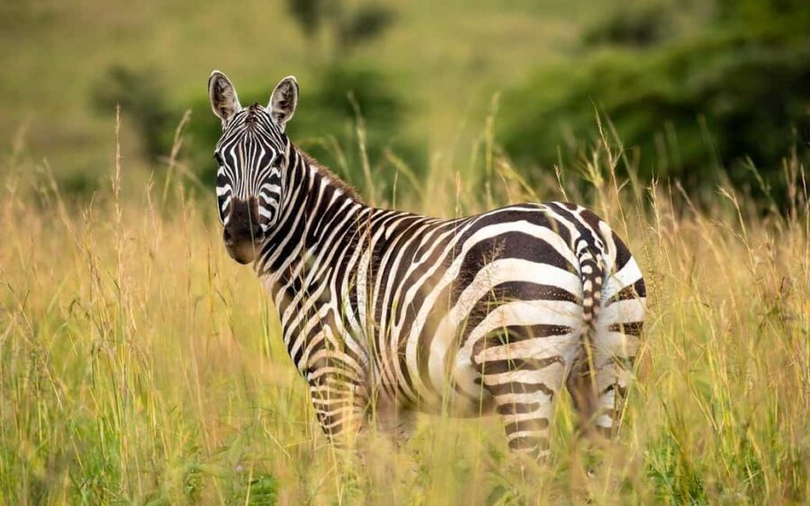 Discover Our best 4-Day Masai Mara Safari from Nairobi - Itinerary Breakdown: What to Expect Each Day