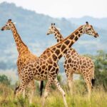 Discover our top best 2 days Tarangire to Ngorongoro Safari - Detailed Day-by-Day Breakdown