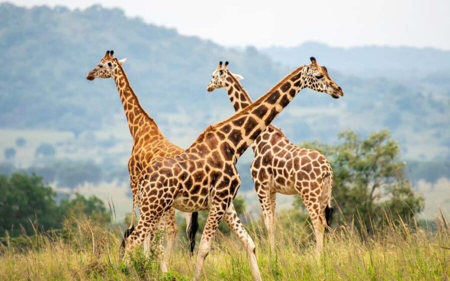 Discover our top best 2 days Tarangire to Ngorongoro Safari - Detailed Day-by-Day Breakdown