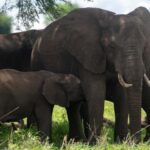Discover the Pristine Wonders of a 1-Day Tarangire Safari - The Itinerary Breakdown