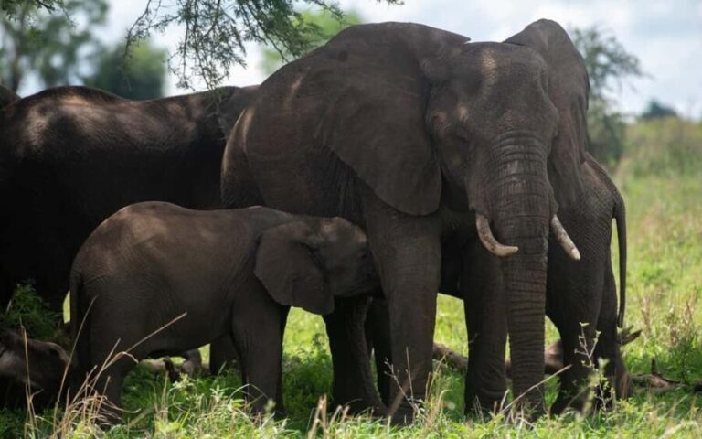 Discover the Pristine Wonders of a 1-Day Tarangire Safari - The Itinerary Breakdown