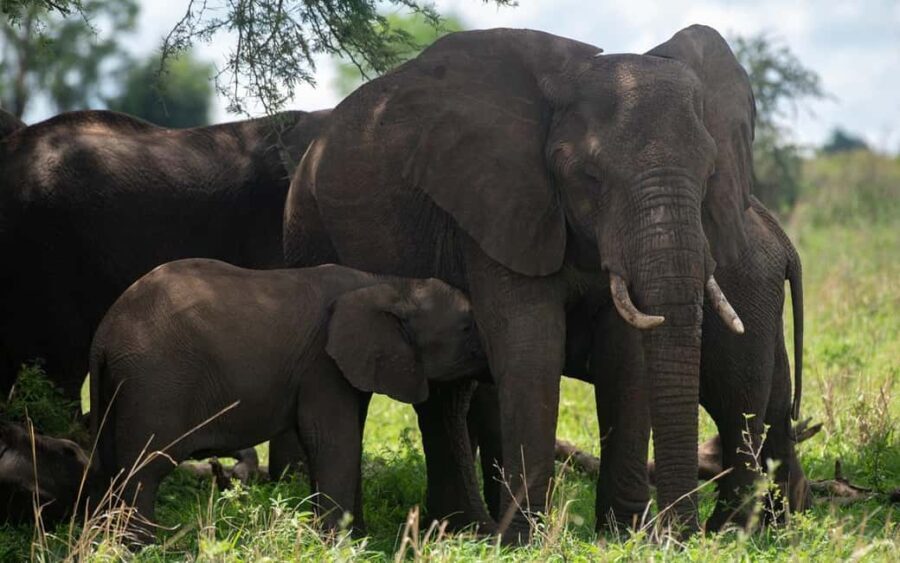 Discover the Pristine Wonders of a 1-Day Tarangire Safari - The Itinerary Breakdown