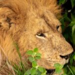 Discover the Top Most Popular 6-Days Tanzania safari - The Itinerary: What Makes Each Stop Special