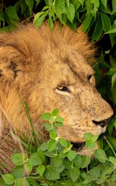 Discover the Top Most Popular 6-Days Tanzania safari - The Itinerary: What Makes Each Stop Special