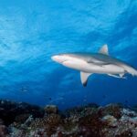 Diving day - Highlights and Unique Aspects of the Experience