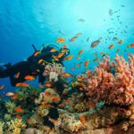 Diving Experience in Khasab - The Experience: What to Expect