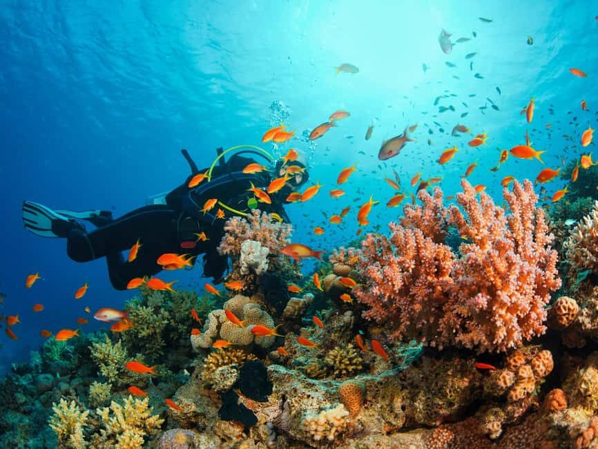 Diving Experience in Khasab - The Experience: What to Expect
