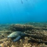 diymaniyat Snorkelling (swim whalesharks or turtles) - Final Thoughts