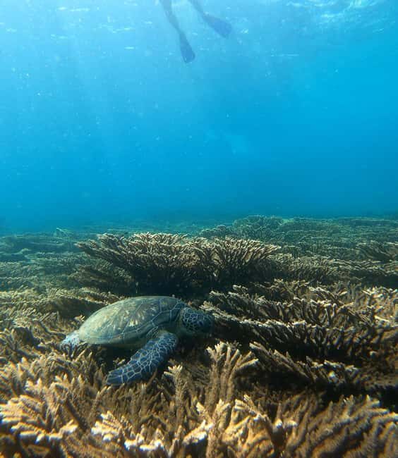 diymaniyat Snorkelling (swim whalesharks or turtles) - Final Thoughts