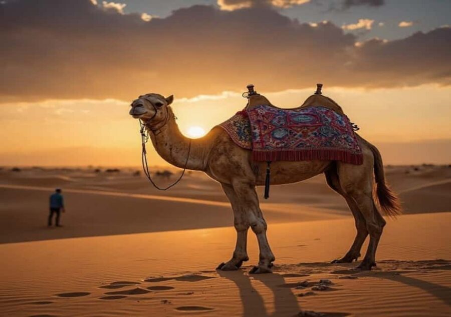 Doha Adventure Quad Bike Safari, Camel Ride & Refreshments - The Highlights in Detail