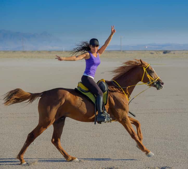 Doha: Arabian Horse Riding on the Seashore with Pickup - What to Expect on the Tour