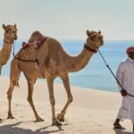 Doha: ATV/Quad & Buggy, Dune Bashing, CamelRide&Sandboarding - A Balanced Look at the Experience