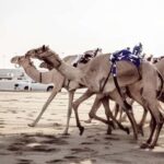 Doha: Camel Race Track and West Coast Private Tour - Why This Tour Offers Great Value