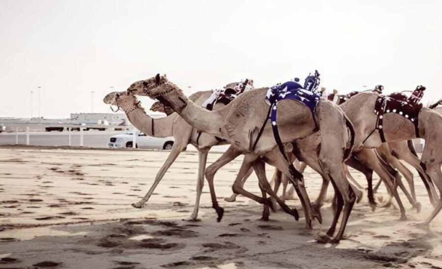 Doha: Camel Race Track and West Coast Private Tour - Why This Tour Offers Great Value