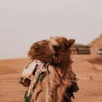 Doha: Desert Safari, Dune Bashing, and Sandboarding Tour - The Sum Up