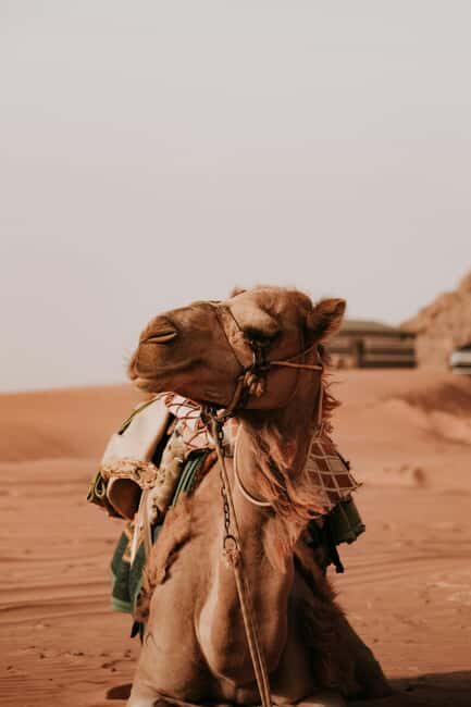 Doha: Desert Safari, Dune Bashing, and Sandboarding Tour - The Sum Up