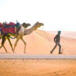 Doha: Desert Safari with Dune Bashing & Camel Ride - The Logistics and Price: Is It Good Value?