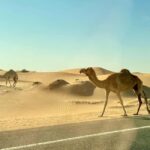 Doha: Half-Day Desert Safari with Camel Ride & Sandboarding - Practical Details and Tips
