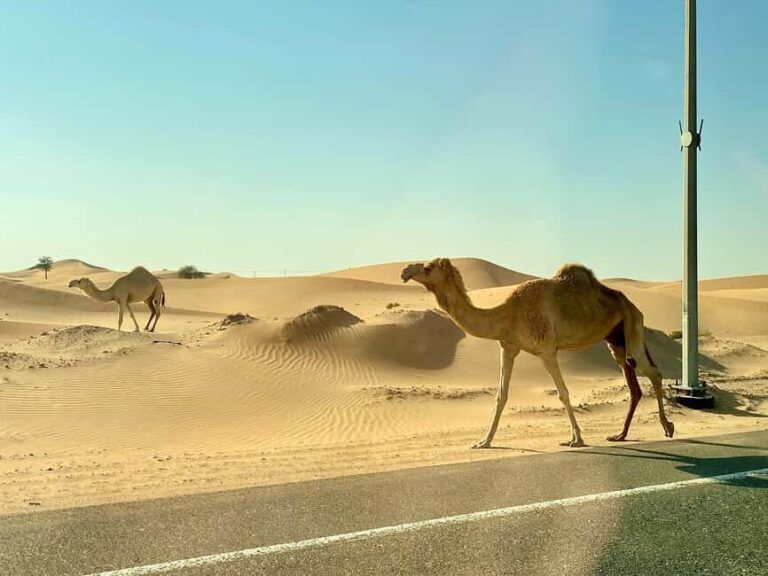 Doha: Half-Day Desert Safari with Camel Ride & Sandboarding - Practical Details and Tips