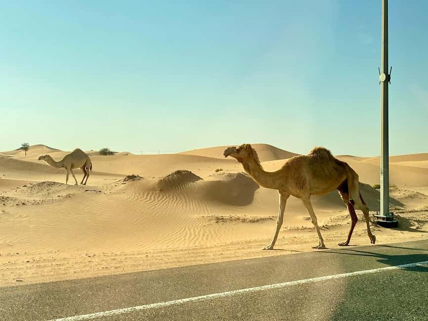 Doha: Half-Day Desert Safari with Camel Ride & Sandboarding - Practical Details and Tips