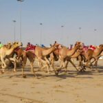 Doha: Richard Serra Sculpture,Mushroom Hill,Camel Race Track - Who Should Consider This Tour?
