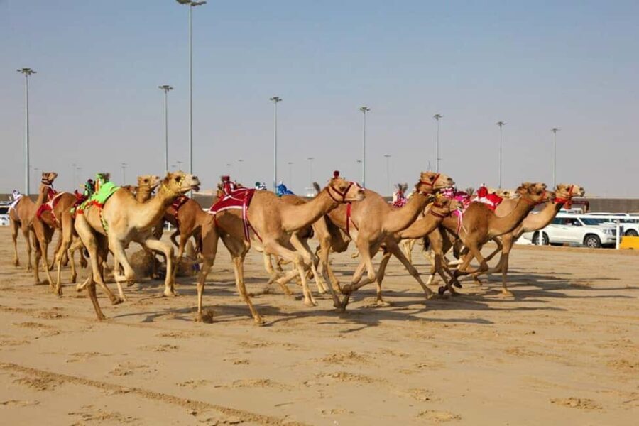 Doha: Richard Serra Sculpture,Mushroom Hill,Camel Race Track - Who Should Consider This Tour?