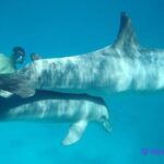 Dolphin house snorkeling trip - Who Will Love This Tour?
