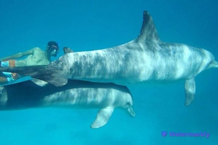 Dolphin house snorkeling trip - Who Will Love This Tour?